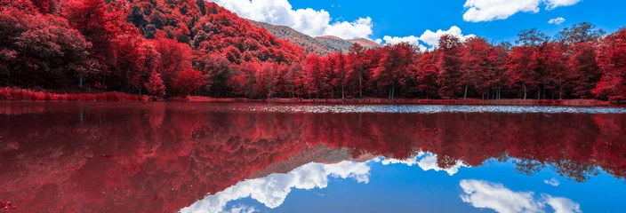 Foto op Plexiglas color forest with lake © Daniel