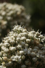 racimo de botones y flores blancas de cebolla en conjunto closeup frontal