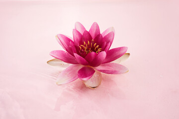 A beautiful pink waterlily or lotus flower in pink water.