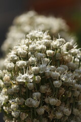 racimo de botones y flores blancas de cebolla en conjunto closeup frontal