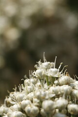 racimo de botones y flores blancas de cebolla en conjunto closeup frontal
