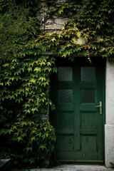 old door with ivy