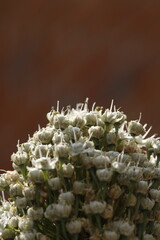 Close up de flores blancas de allium con fondo oscuro