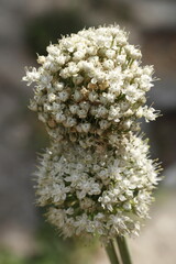 Conjunto de flores blancas de cebolla con bokeh en fondo gris