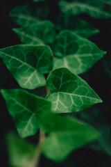 close up of ivy leaves