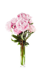 Pink peony flower isolated on white background