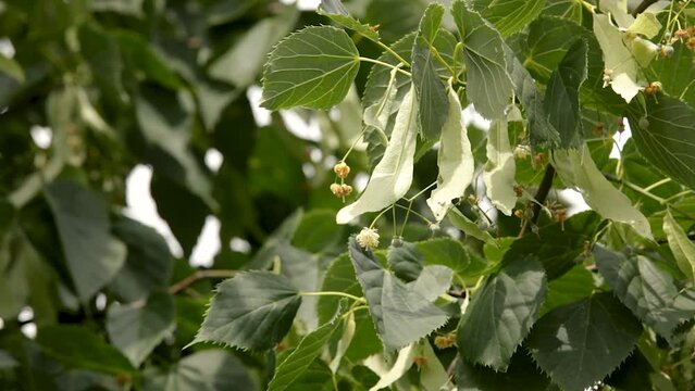 The bee collects the last part of the pollen from the flowers of the linden tree. Honey production.