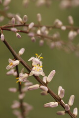 rama de flores lila con estambres y pistilos amarillos de cordyline stricta con fondo verde 