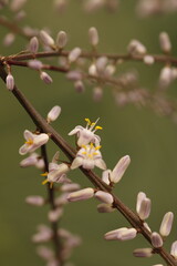 rama de botones florales y flores lila con estambres y pistilos amarillos de cordyline stricta
