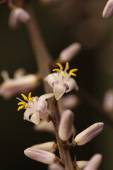 rama de flores lila con estambres y pistilos amarillos y botones florales de cordyline stricta con...