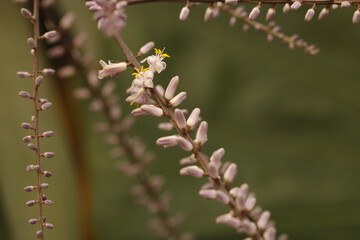 flores de color lila con estambres amarillos y botones florales de cordyline stricta