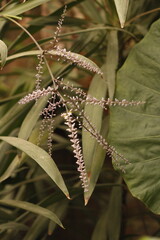 rama de botones florales de cordyline stricta