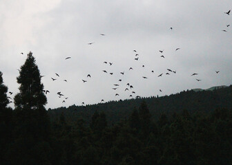 Crows flying from the woods
