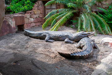 Animals in Natural Enviroment. Wildlife in Africa. 