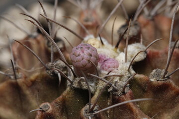 Close up de botón floral en tonos rosa pastel y espinas de cactus con coloración cafe y vino Gymnocalycium mihanovichii friedrichii vista frontal