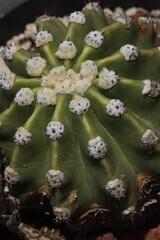 Close up de cactus echinopsis oxygona de color verde con areolas de lana blancas, espinas negras y en maceta negra - obrazy, fototapety, plakaty