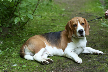 beagle dog close up portrait with on green grass background
