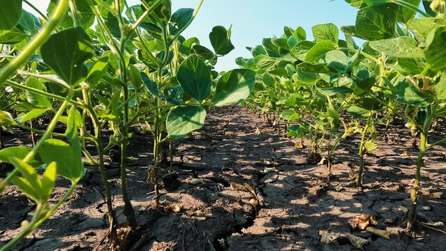 Summer drought conditions apparent with dry soil and thirsty soybean plants. Low angle views of rows of soybean plants in an agricultural field. Soil is dry and cracked from lack of precipitation.