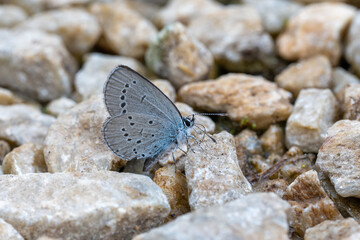 butterfly on the rocks