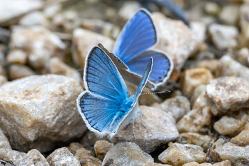 Fototapeta na wymiar blue butterfly on the stone