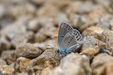 butterfly on the ground