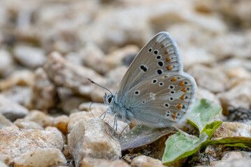 butterfly on the ground