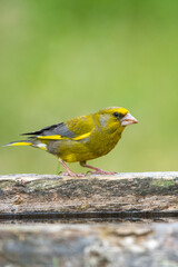Florya » European Greenfinch » Chloris chloris