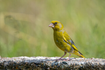 Florya » European Greenfinch » Chloris chloris