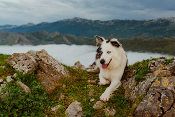 border collie breed dog lying alone on the mountain with a sea of clouds and mountains in the...