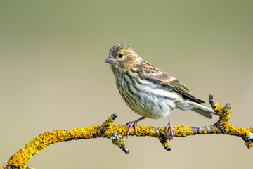 Küçük iskete » European Serin » Serinus serinus