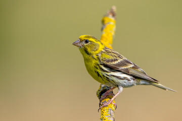 Küçük iskete » European Serin » Serinus serinus