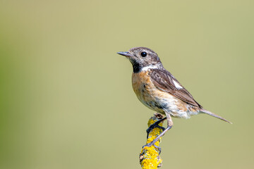 Taşkuşu » European Stonechat » Saxicola rubicola