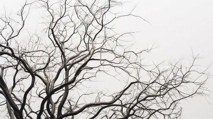 a black and white photo of a tree with no leaves and no leaves on it, with a sky in the background and a few clouds in the distance.  generative ai