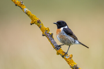 Taşkuşu » European Stonechat » Saxicola rubicola