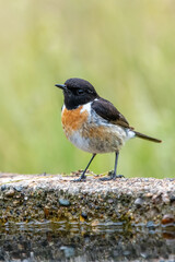 Taşkuşu » European Stonechat » Saxicola rubicola