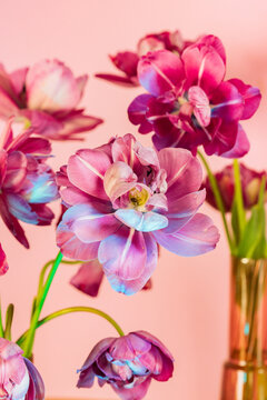 Naklejki Arrangement of pink tulips