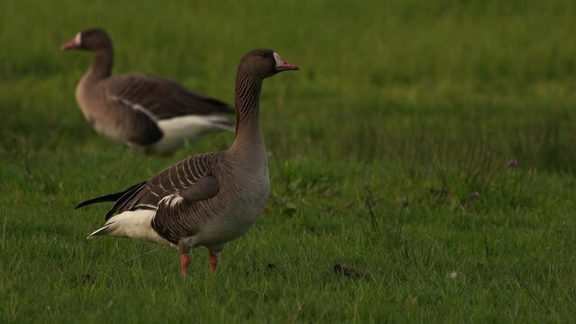 A greater white-fronted goose (Anser albifrons) standing in a meadow
