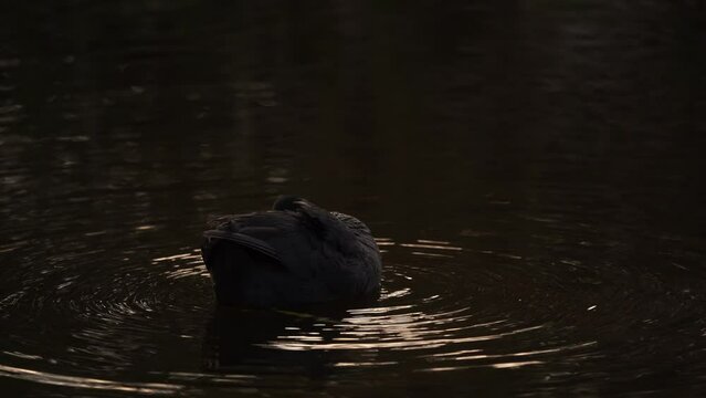 A Eurasian coot (Fulica atra) cleaning its feathers in the evening light