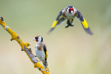  Saka » European Goldfinch » Carduelis carduelis

