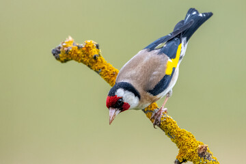  Saka &raquo; European Goldfinch &raquo; Carduelis carduelis

