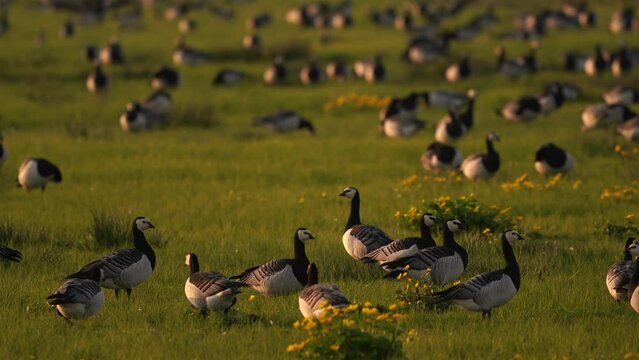 A flock of barnacle geese (Branta leucopsis) standing in a meadow in the evening light