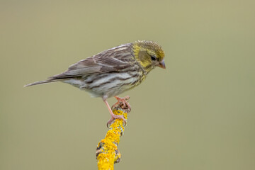 Küçük iskete » European Serin » Serinus serinus