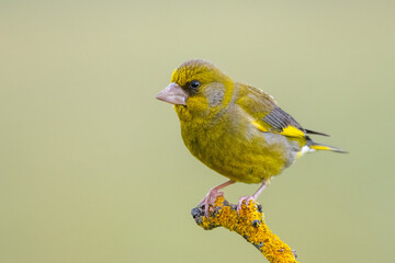 Florya » European Greenfinch » Chloris chloris