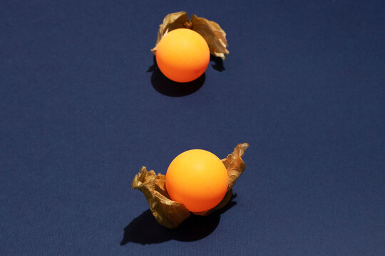 Ping pong ball with leaves of ground cherry
