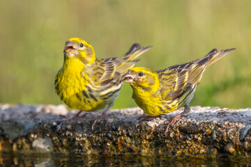 Küçük iskete » European Serin » Serinus serinus