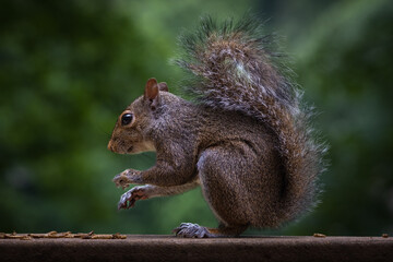 squirrel eating on a wooden platform with a green background