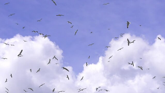 Flock of flying seagulls in sky. Many flocks of seagulls in flight, flying off coast of sea or ocean against background of blue skies and clouds in slow motion. Living flora and fauna of planet Earth.