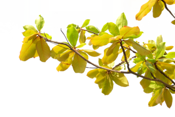 Branch with yellow leaves isolated on white background, clipping path included