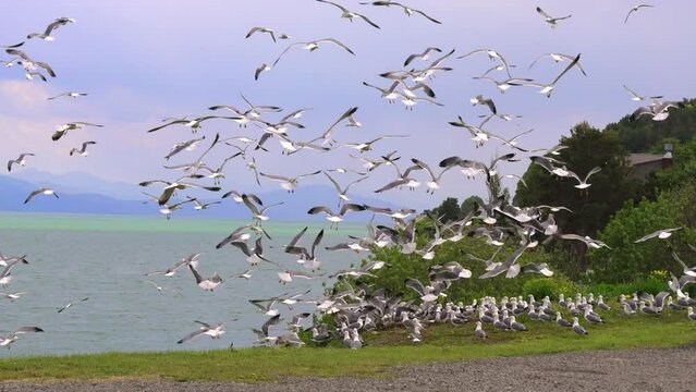 Flock of flying gulls eats carrion or food waste. Many flocks of seagulls in flight near shore feed and fly across sea or ocean against backdrop of mountains in slow motion. Living flora and fauna