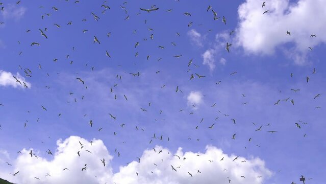 Flock of flying seagulls in sky. Many flocks of seagulls in flight, flying off coast of sea or ocean against background of blue skies and clouds in slow motion. Living flora and fauna of planet Earth.